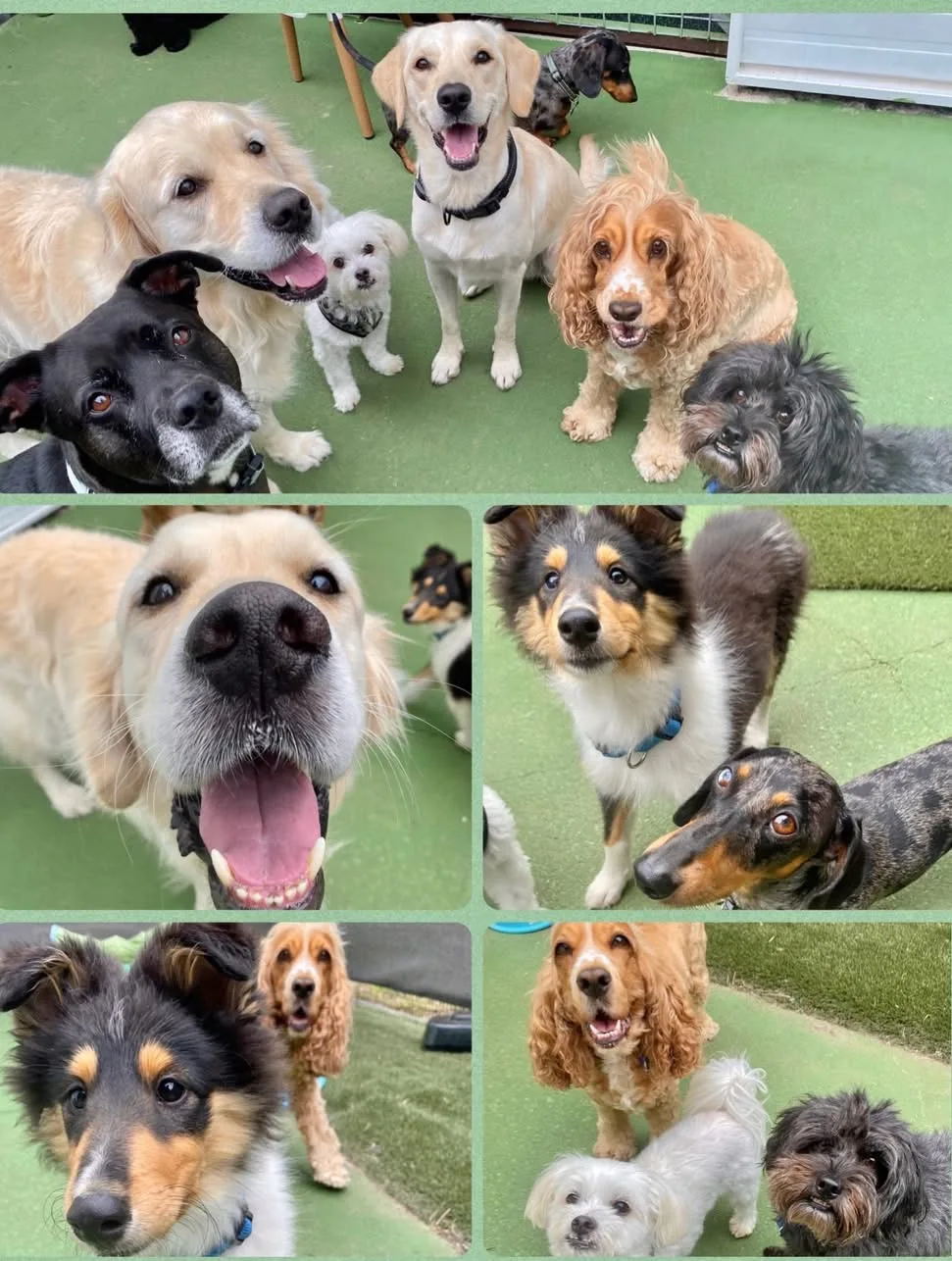 My Dogs Daycare - Ashgrove pet otel görseli 2
