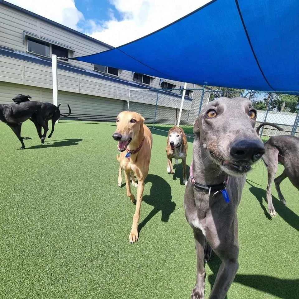 Northshore Pet Resort - Ashgrove pet otel görseli 15