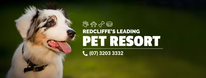 Northshore Pet Resort - Ashgrove pet otel görseli 6