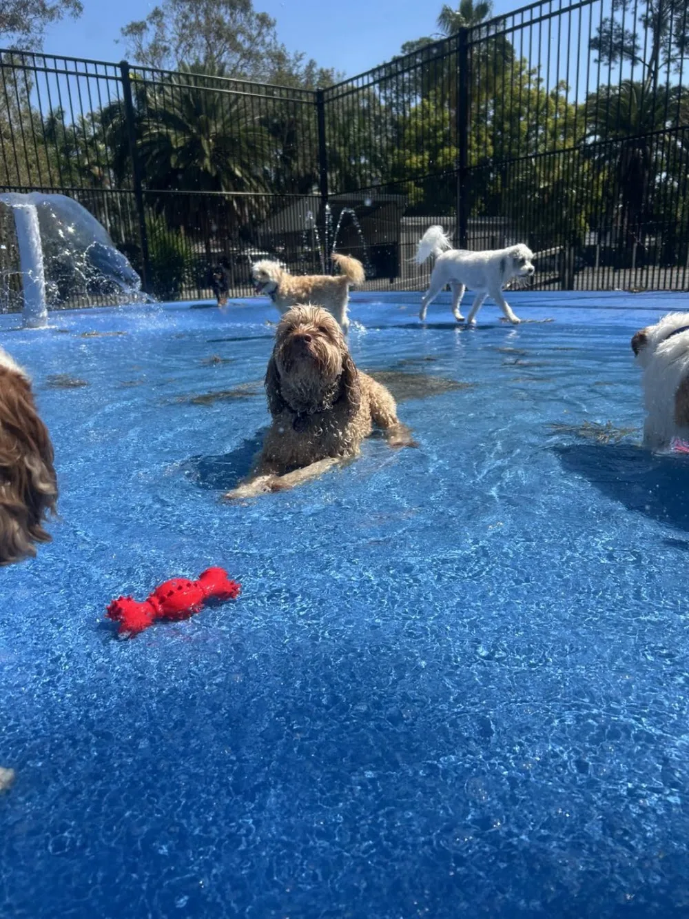 Pet Resorts Australia Gumdale - Ashgrove pet otel görseli 6