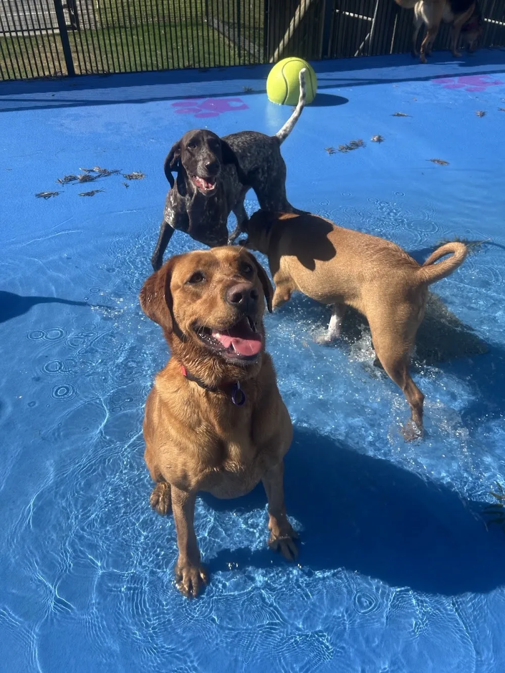 Pet Resorts Australia Gumdale - Ashgrove pet otel görseli 7