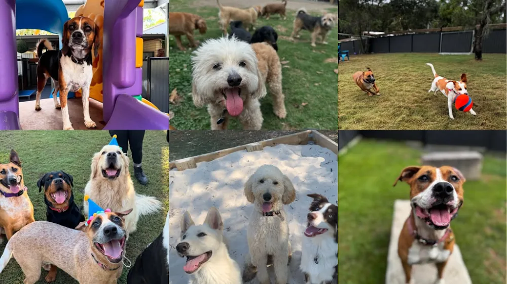 Pet Resorts Australia Narangba - Ashgrove pet otel görseli 6