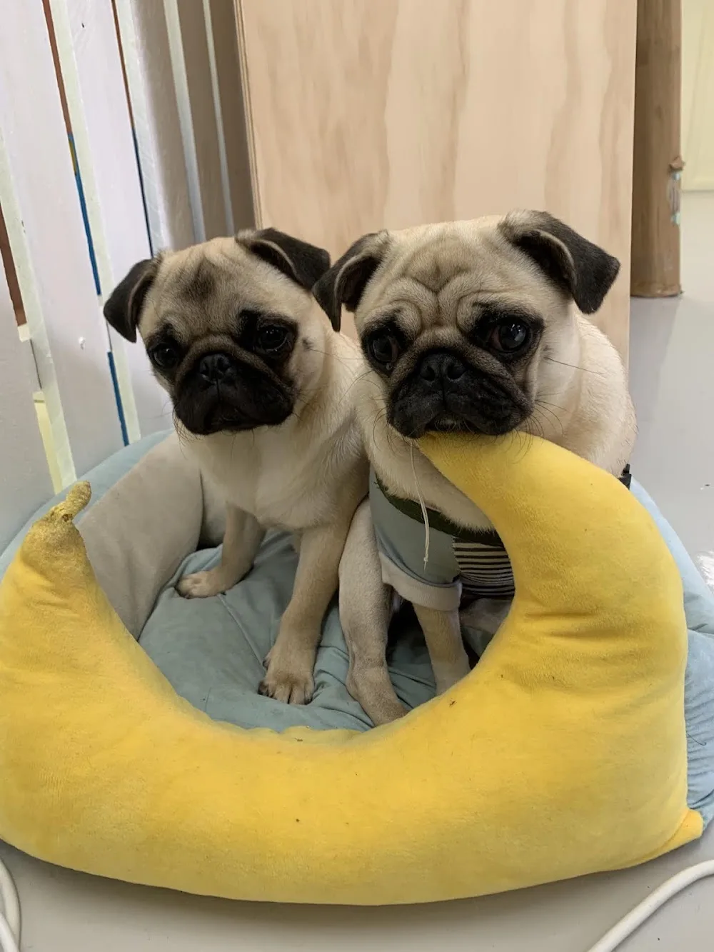 Puptopia - Ashgrove pet otel görseli 2