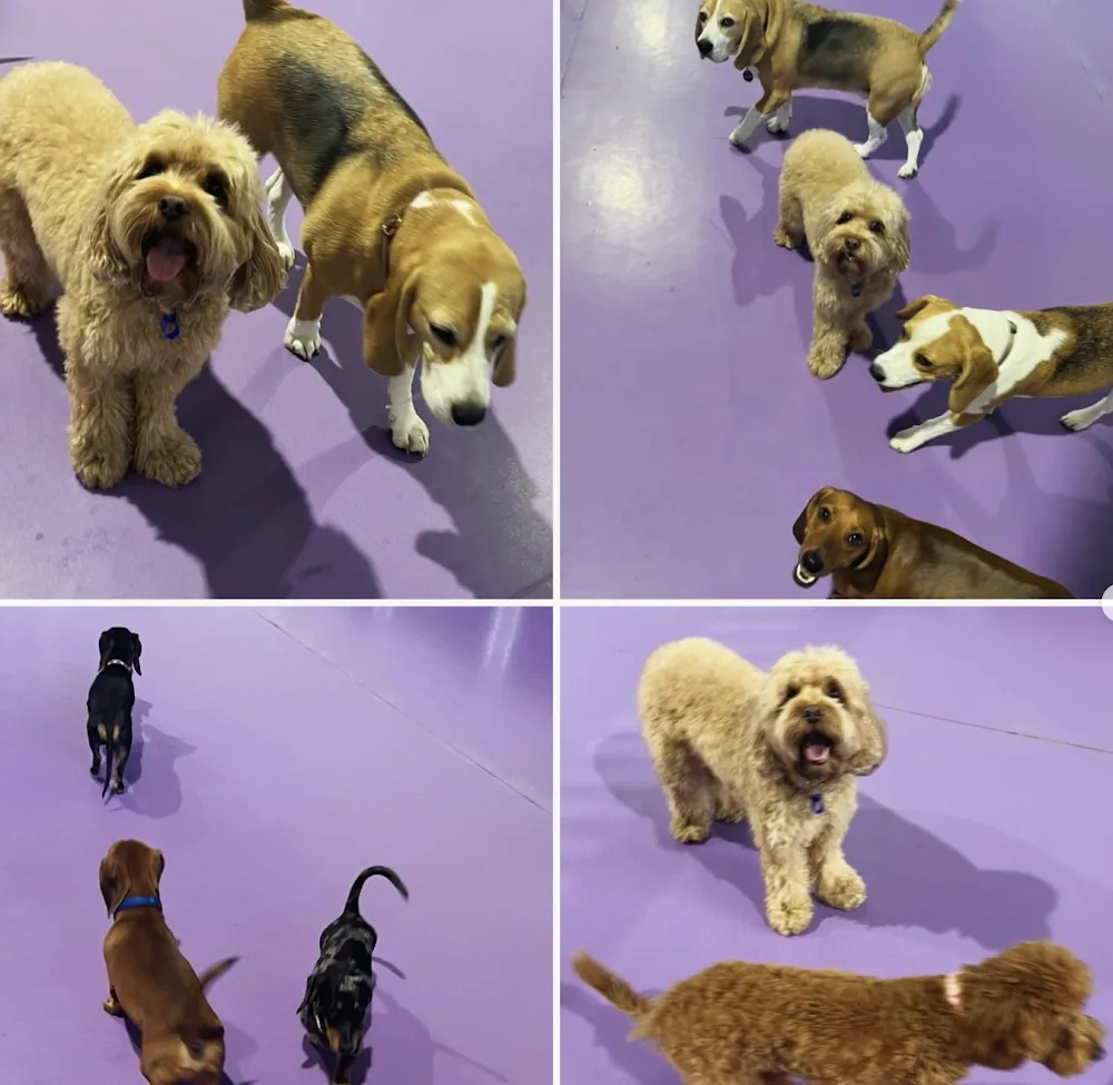 Pupz & Co. Daycare & Training - Ashgrove pet otel görseli 3