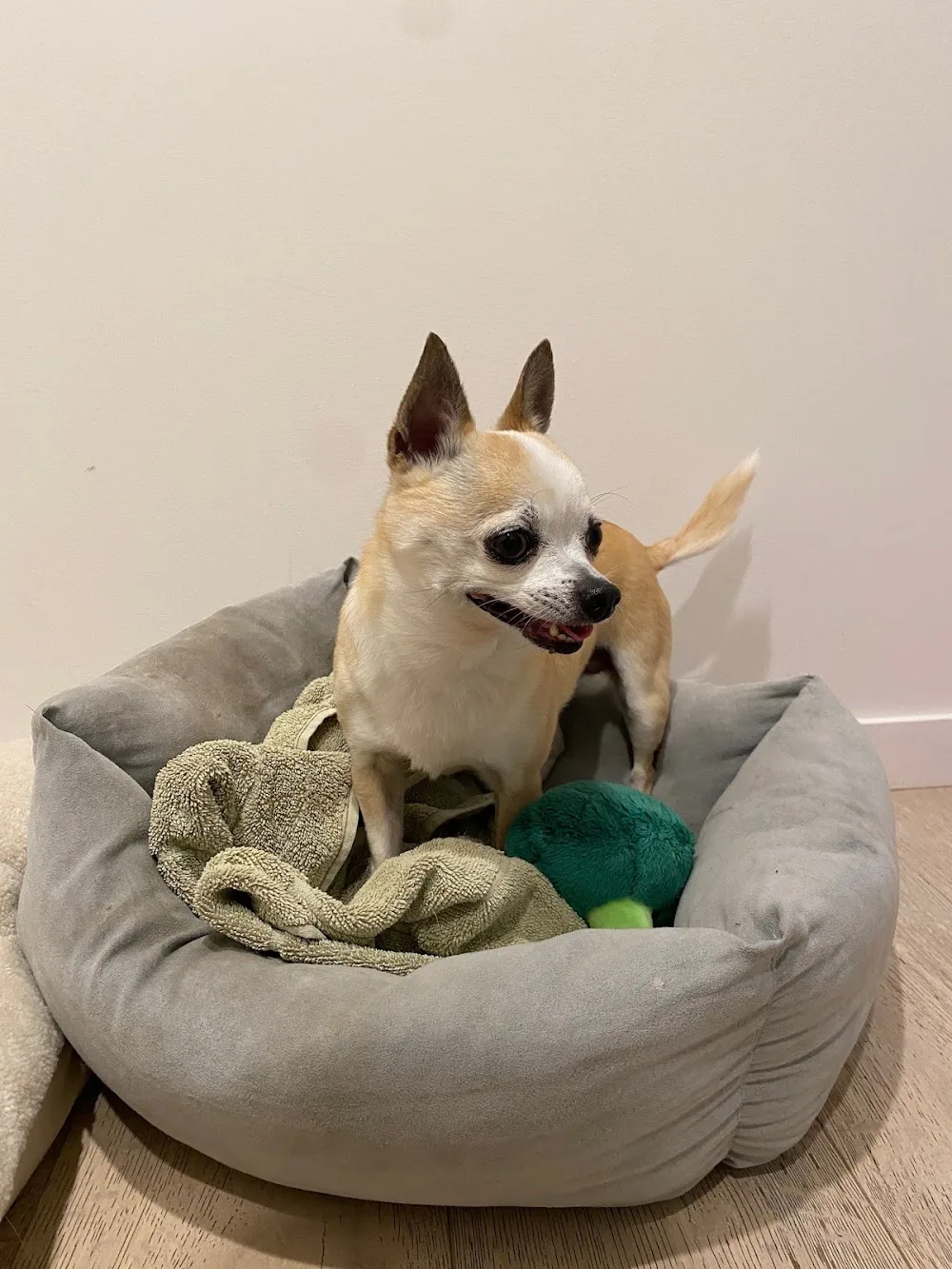 Sophia's Pet Sitting Brisbane - Ashgrove pet otel görseli 2