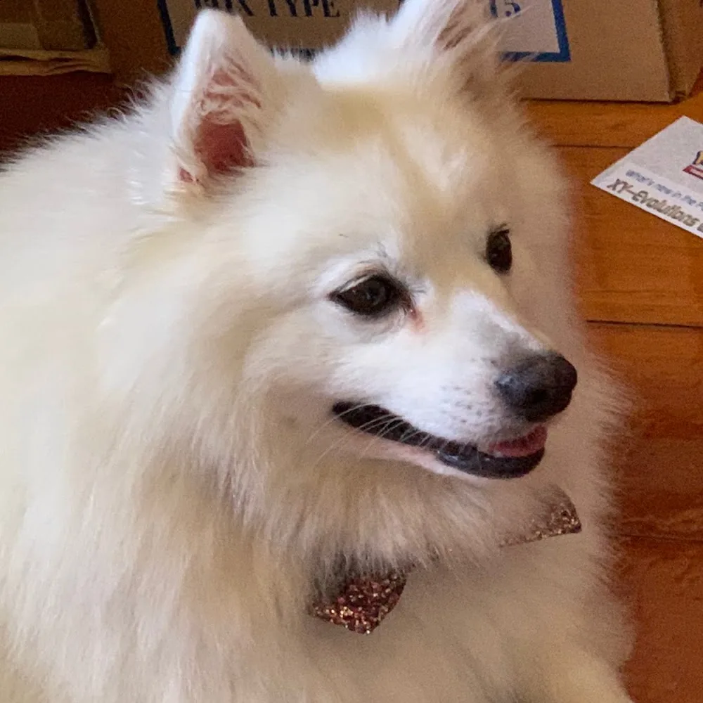 Sophia's Pet Sitting Brisbane - Ashgrove pet otel görseli 4