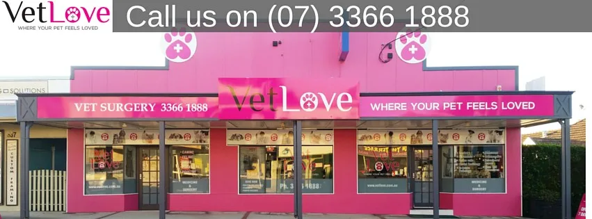 VetLove Ashgrove Cattery - Ashgrove pet otel