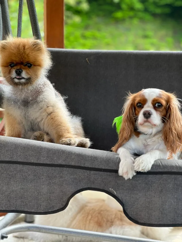 Asia Pet House Köpek Oteli - Istanbul pet otel görseli 6