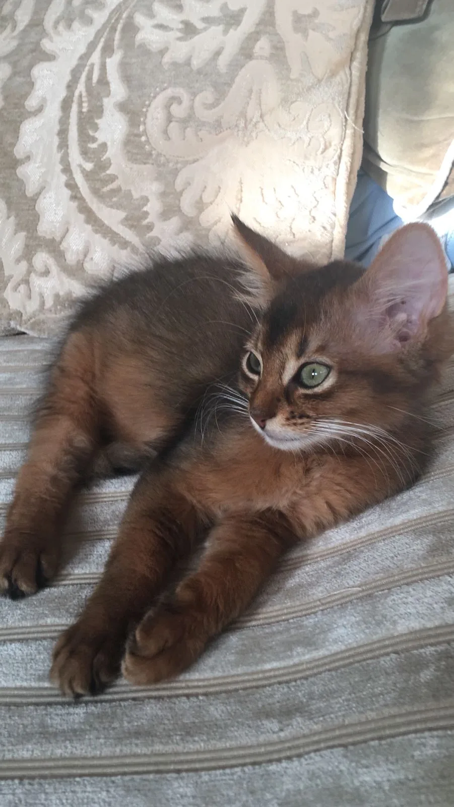 Cattery van het Gildenhuys - Assendelft pet otel