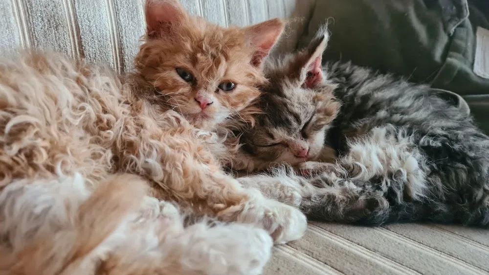 Cattery van het Gildenhuys - Assendelft pet otel görseli 3