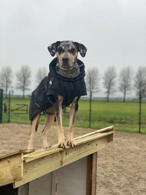 DoggydayPark & Hotel - Assendelft pet otel