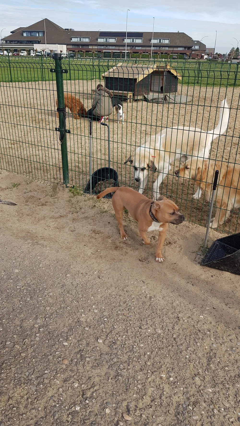 DoggydayPark & Hotel - Assendelft pet otel görseli 3