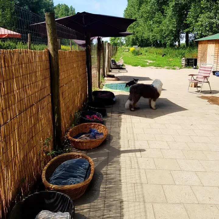 Hondendagopvang Twiske Hondwaardig - Assendelft pet otel