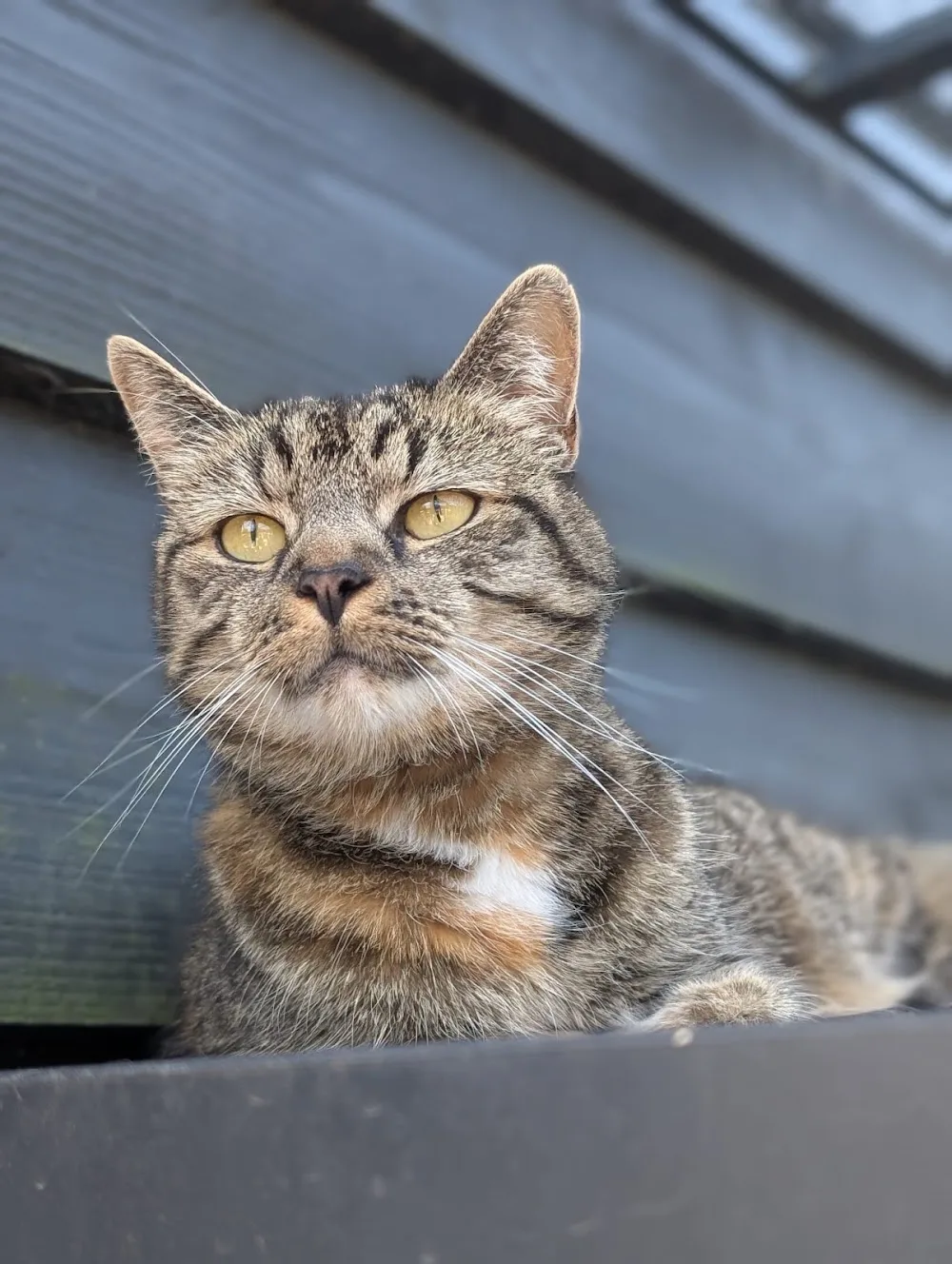 Kattenhotel Catchy - Assendelft pet otel görseli 3