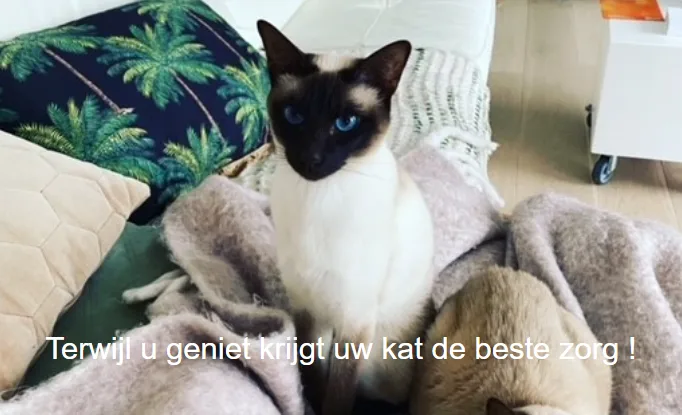 Kattenhotel de Pluizenbol - Assendelft pet otel