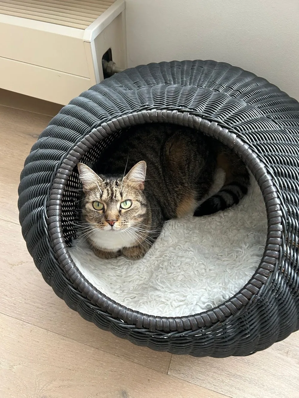 Kattenhotel de Pluizenbol - Assendelft pet otel görseli 3