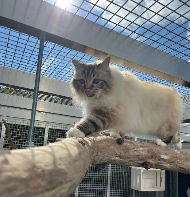 Kattenhotel Love & Cuddles - Assendelft pet otel