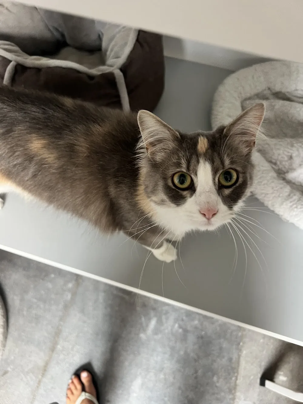 Kattenhotel Love & Cuddles - Assendelft pet otel görseli 3