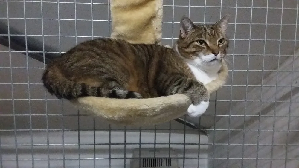 Kattenhotel Opmeer - Assendelft pet otel