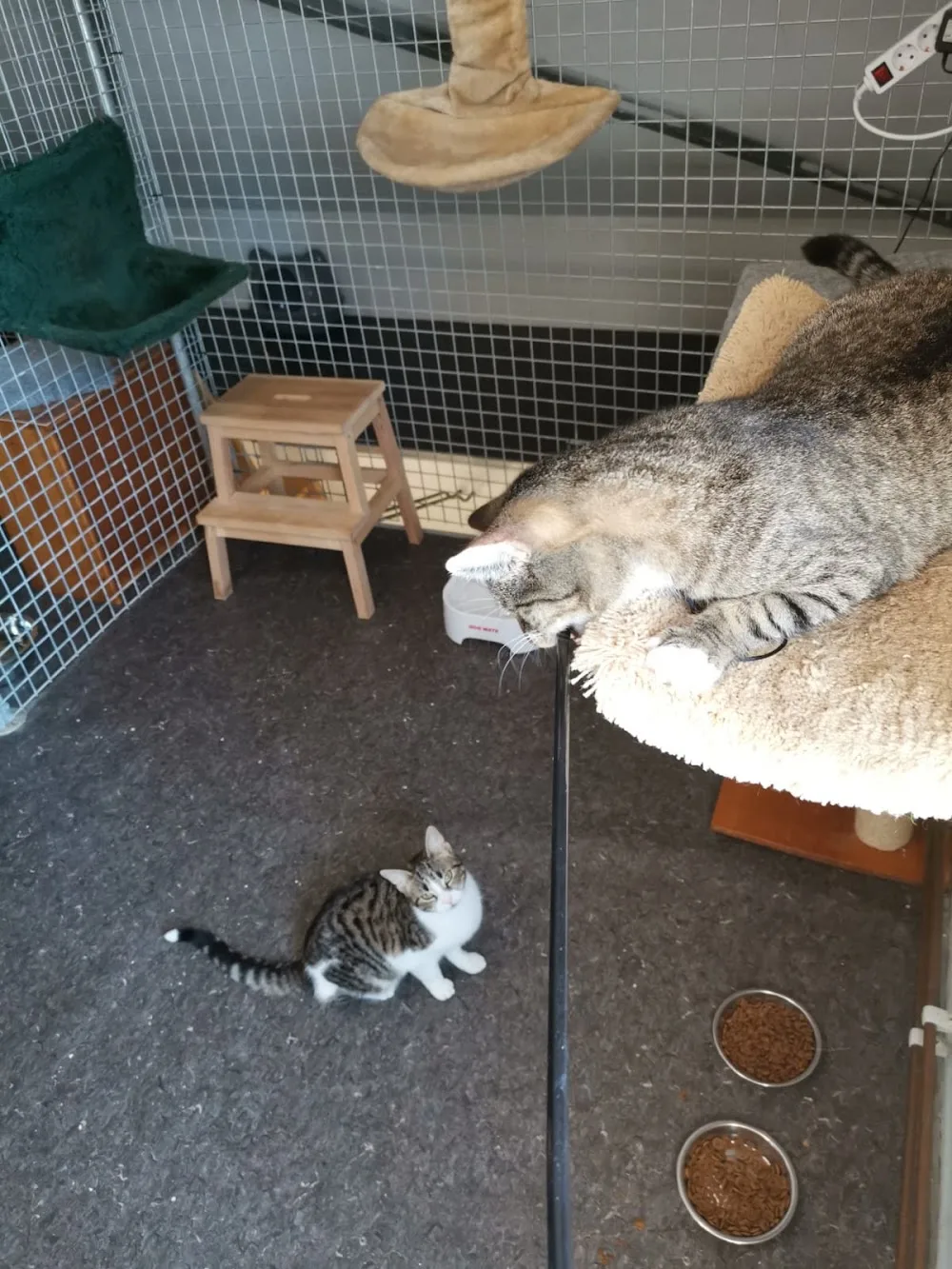 Kattenhotel Opmeer - Assendelft pet otel görseli 3