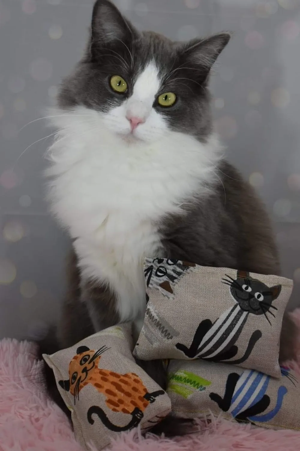 Kattenoppas Zwanenburg - Assendelft pet otel görseli 3