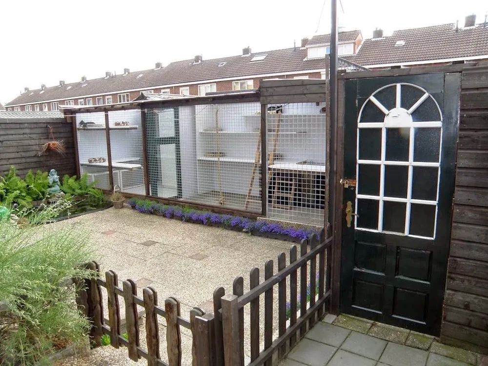 Kattenpension De Oppas - Assendelft pet otel görseli 3