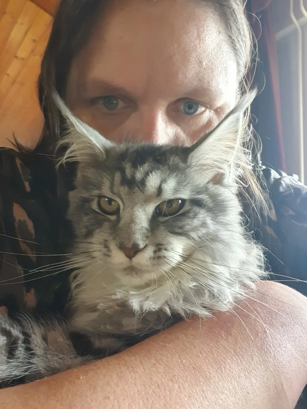 Unique King cats - Assendelft pet otel