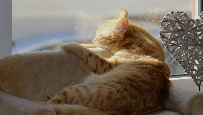 Das Katzenparadies Bruchköbel - Aßlar pet otel