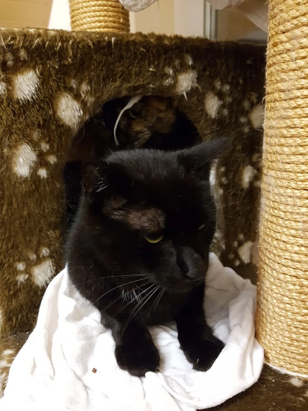Das Katzenparadies Bruchköbel - Aßlar pet otel görseli 3