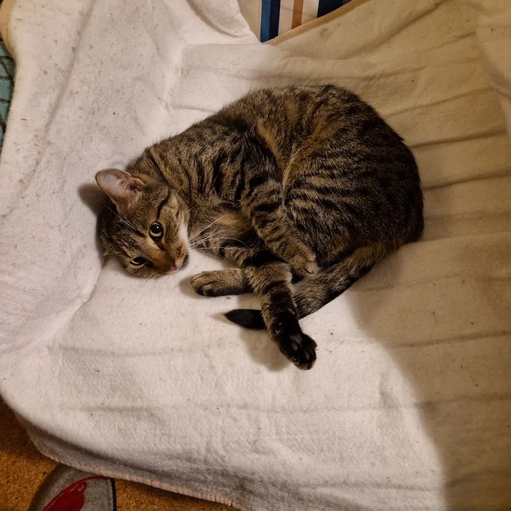 Die Katzenpension Andrea Viehl - Aßlar pet otel