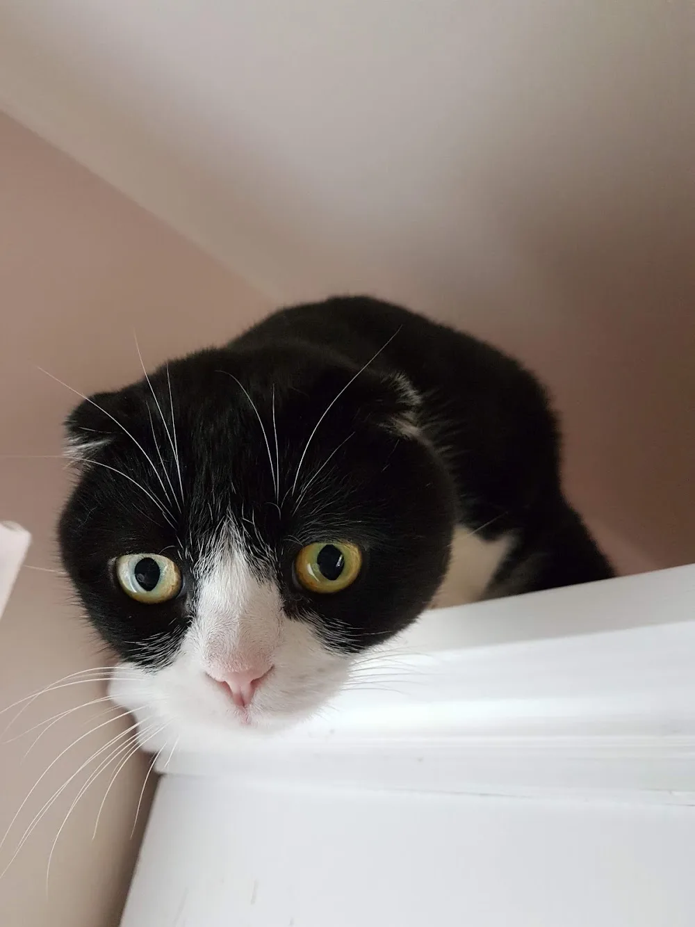 Die Katzenpension Andrea Viehl - Aßlar pet otel görseli 3