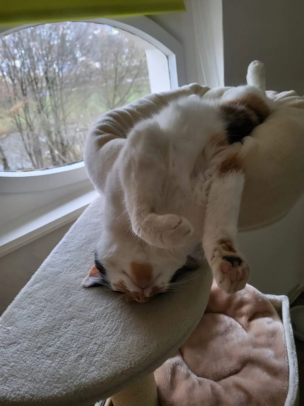 Happy Cats - Die mobile Katzenbetreuung - Aßlar pet otel görseli 3