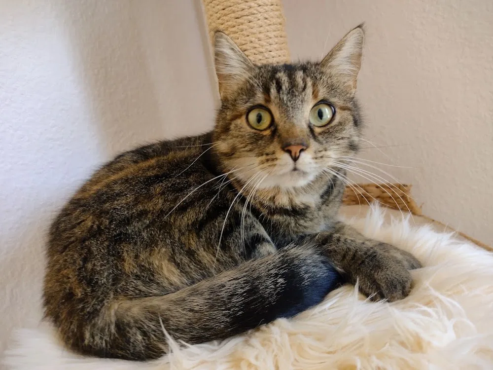Hunde & Katzenhotel Susi & Strolch - Aßlar pet otel görseli 3