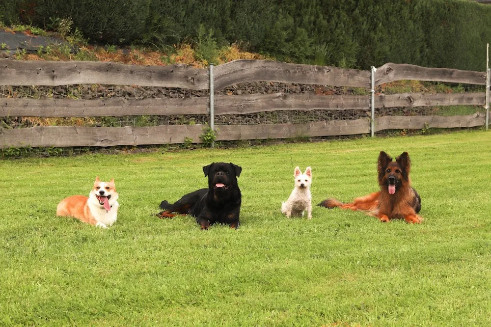 Hundepension Aartalsee - Aßlar pet otel