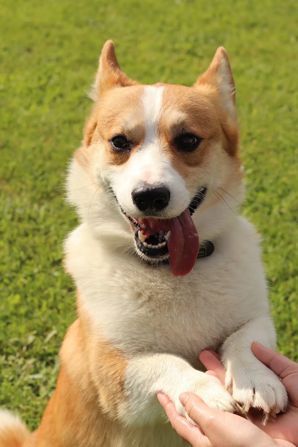 Hundepension Aartalsee - Aßlar pet otel görseli 3