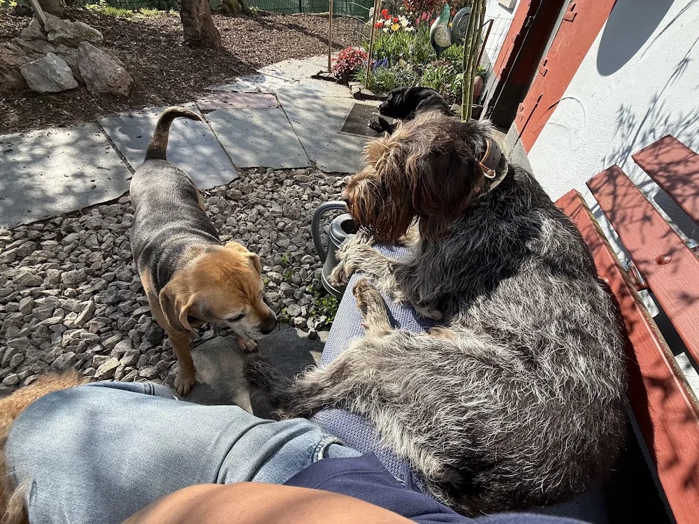 Hundepension am Kappesberg - Aßlar pet otel
