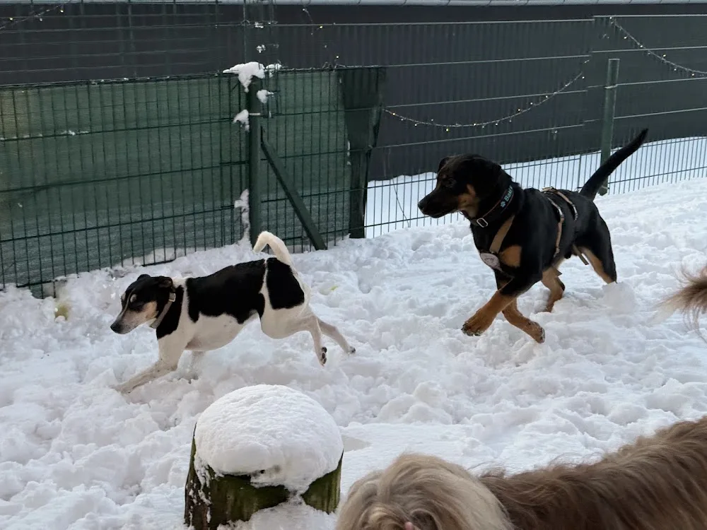 Hundepension am Kappesberg - Aßlar pet otel görseli 3