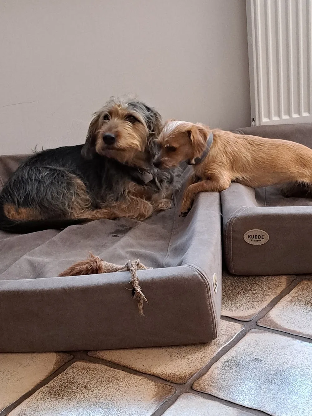 Hundepension Aumann - Aßlar pet otel görseli 3