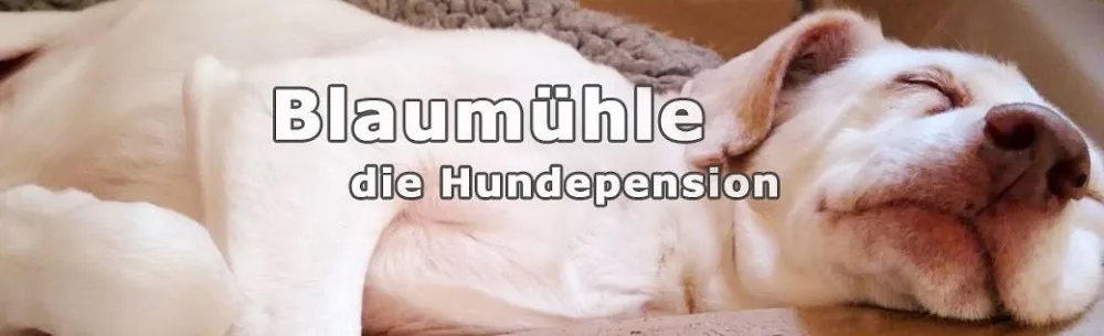 Hundepension Blaumühle - Aßlar pet otel