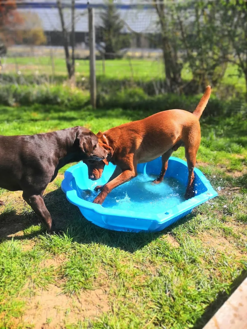 Hundepension Blaumühle - Aßlar pet otel görseli 3