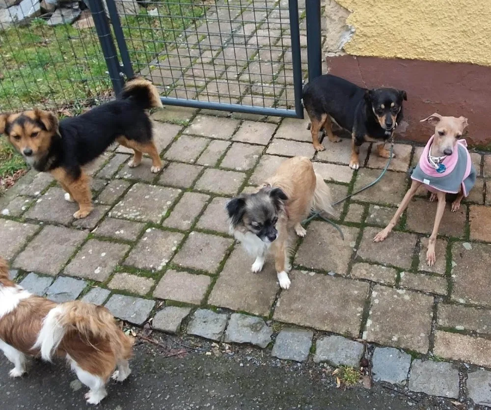 Hundepension: Ferien für kleine Hunde (unter 10 kg) - Aßlar pet otel görseli 3