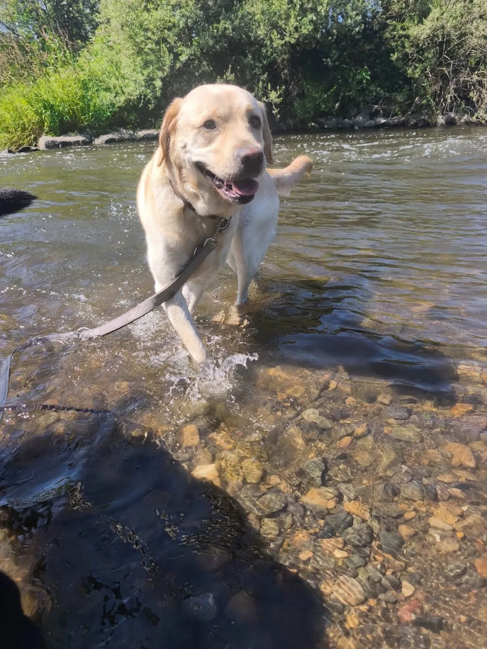 Hundepension Finca - Aßlar pet otel görseli 2