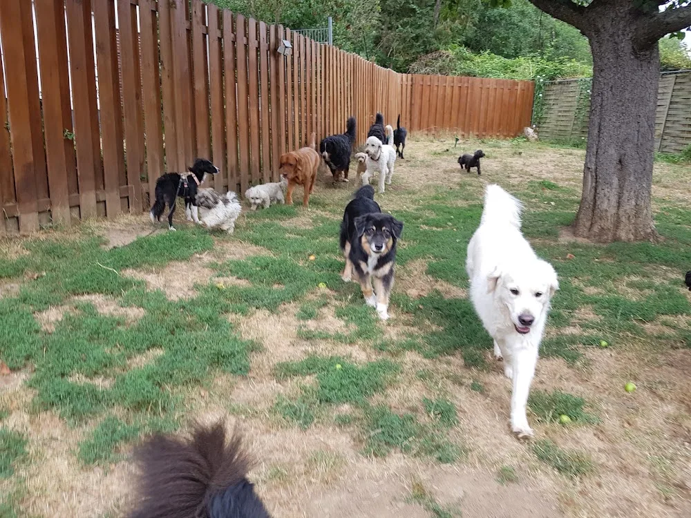 Hundepension Finca - Aßlar pet otel görseli 3