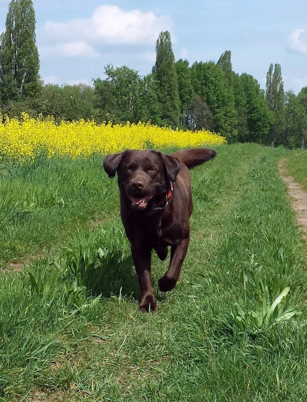 Hundepension Neumühle - Aßlar pet otel görseli 3