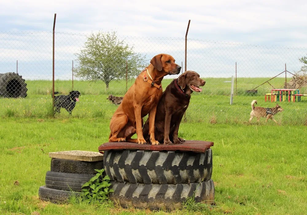 Hundepension Weinberghof - Aßlar pet otel görseli 2