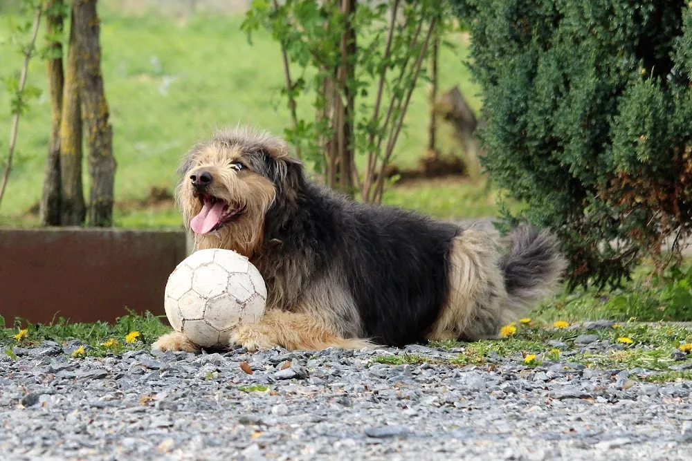 Hundepension Weinberghof - Aßlar pet otel görseli 3