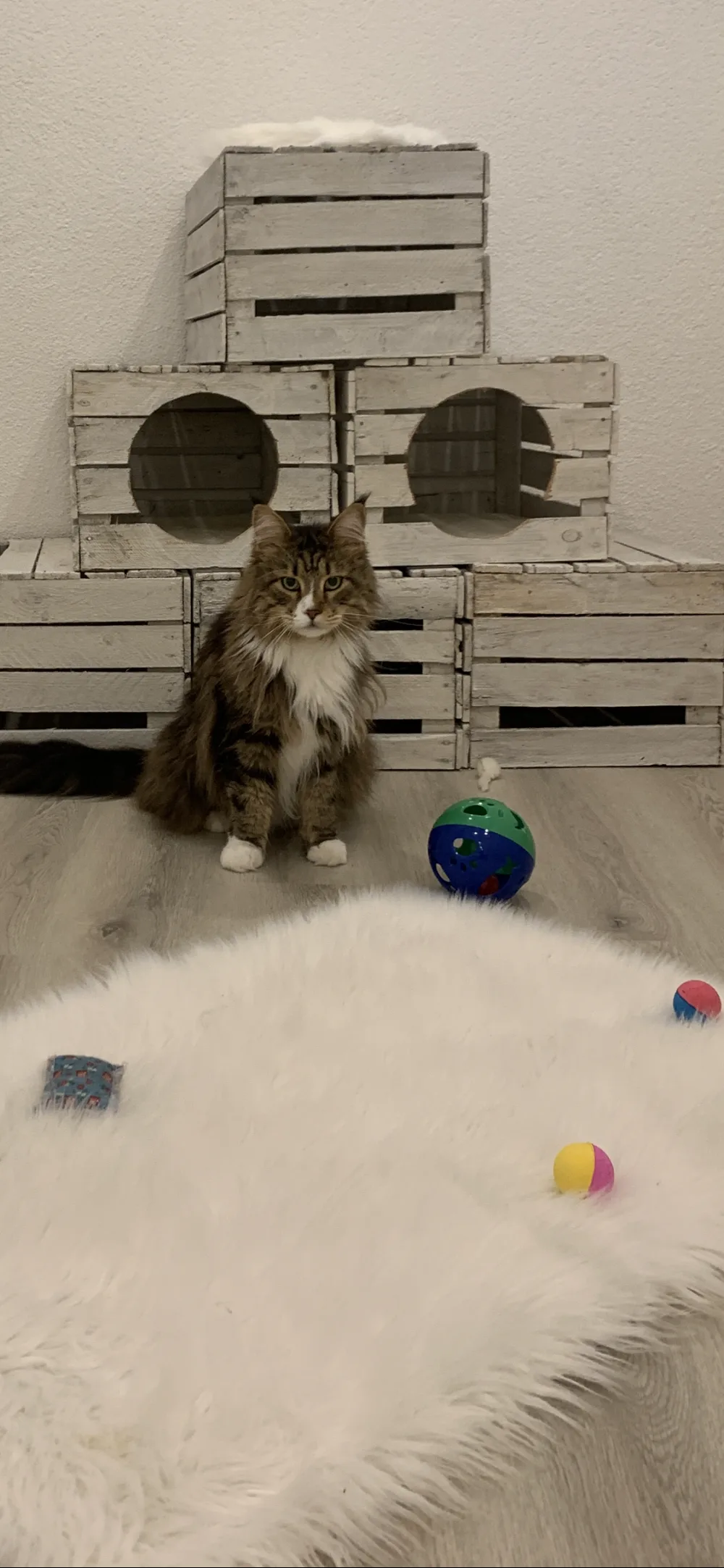 Katzenhotel Marich - Aßlar pet otel görseli 2