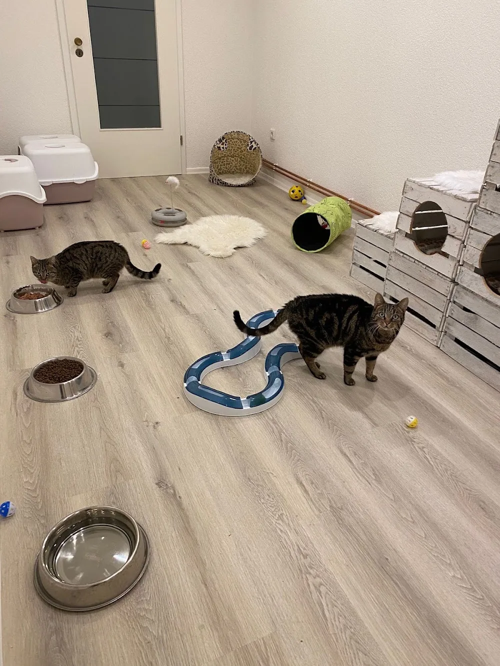 Katzenhotel Marich - Aßlar pet otel görseli 3