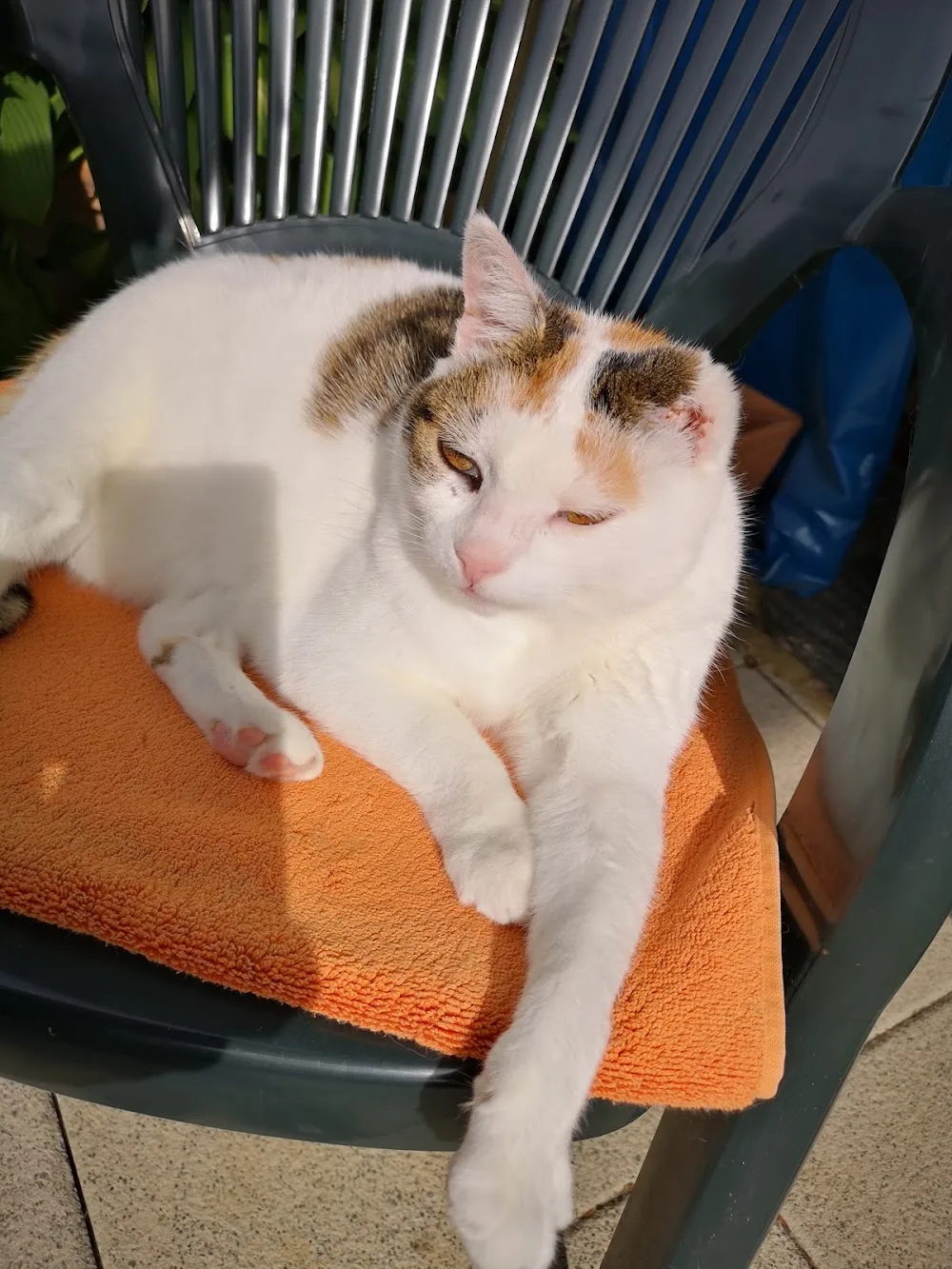 Katzenpension Gladenbach - Aßlar pet otel