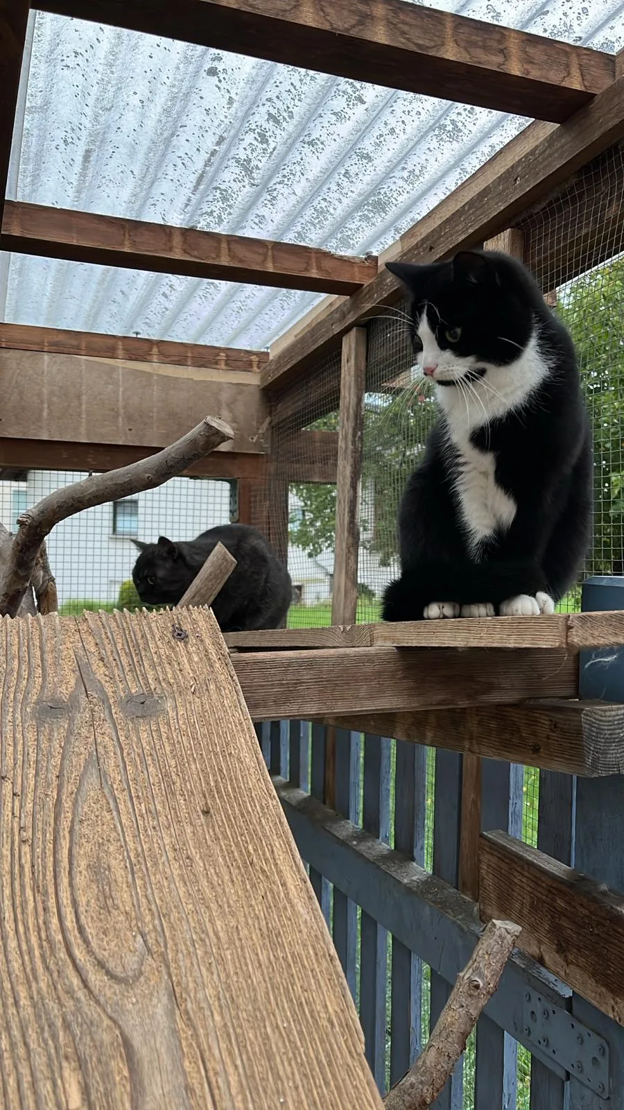 Katzenpension Gladenbach - Aßlar pet otel görseli 3